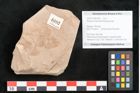 Foto (Objekt + Etikett) von Rhytisma feroniae Ettingshausen (NHMW-GEO-2024-0188-6392)